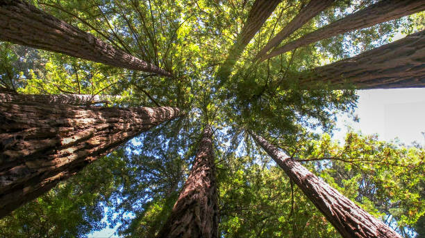 How Our Tree Care Process Works  in  West Liberty, KY