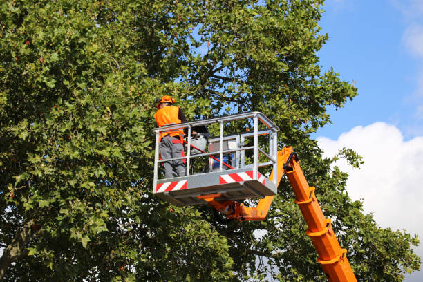 Professional Tree Care Services in West Liberty, KY