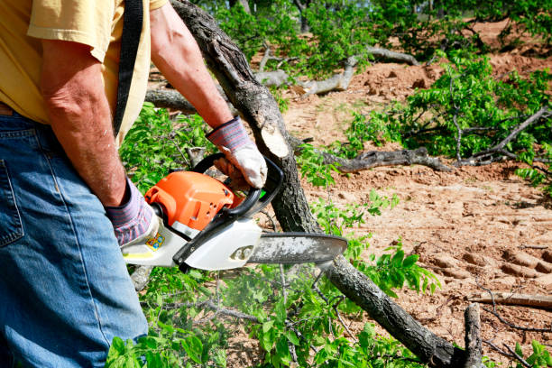 Best Seasonal Cleanup (Spring/Fall)  in West Liberty, KY